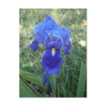 Blue Iris 5