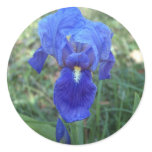 Blue Iris 5