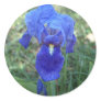 Blue Iris 5