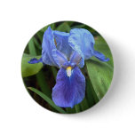 Blue Iris 6