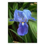 Blue Iris 6