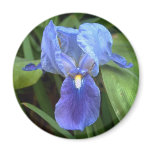 Blue Iris 6