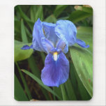Blue Iris 6