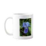 Blue Iris 6