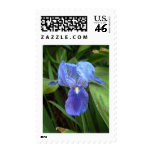Blue Iris 6