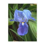 Blue Iris 6
