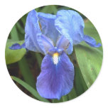 Blue Iris 6