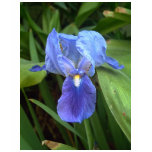 Blue Iris 6