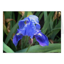 Blue Iris 7 Greeting Cards