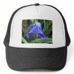Blue Iris 7