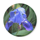Blue Iris 7