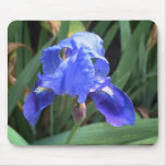 Blue Iris 7