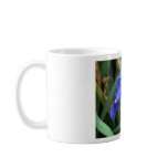 Blue Iris 7