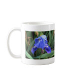 Blue Iris 7