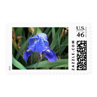 Blue Iris 7 stamp