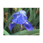 Blue Iris 7