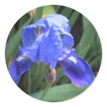 Blue Iris 7