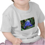 Blue Iris 7