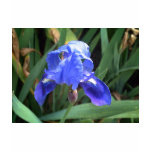 Blue Iris 7