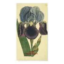 Blue Iris Botanical Print