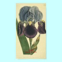 Blue Iris Botanical Print