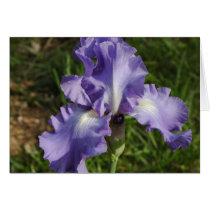 Blue Iris cards by wolfmountainstudio Blue Iris cards