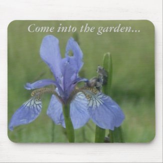 Blue Iris