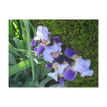 Blue Iris Family2 postcards