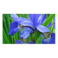 blue iris flowers business card templates