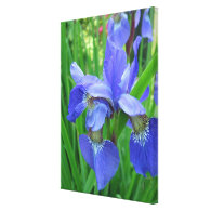 blue iris flowers stretched canvas prints