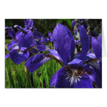 Blue Iris Garden Note Card