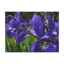 Blue Iris Garden Postcard