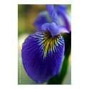 Blue Iris II posters
