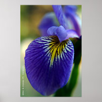 Blue Iris II Poster