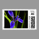 Blue Iris Postage postage