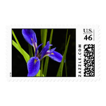 Blue Iris Postage