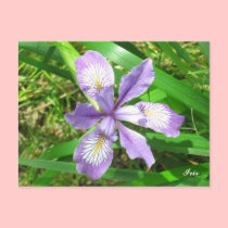 Blue Iris Postcard postcards