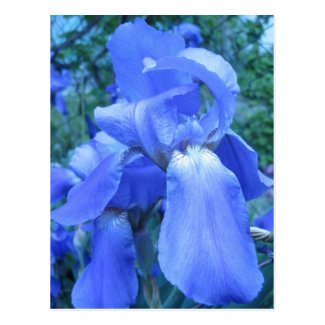 Blue Iris Postcard