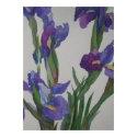 Blue Iris posters by JanPorterfield Blue Iris posters