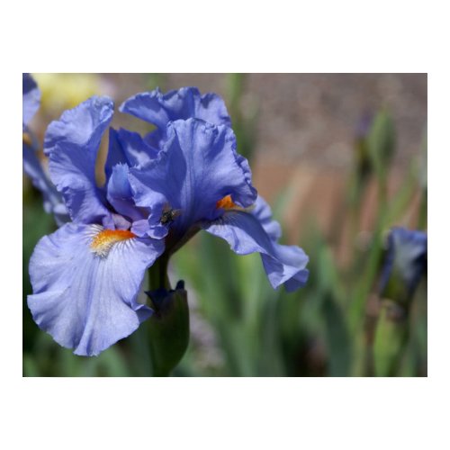 Blue Iris print