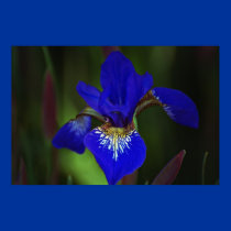 blue Iris posters by zack12349 blue Iris posters