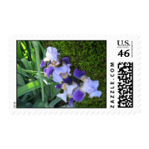 Blue Iris Stamp