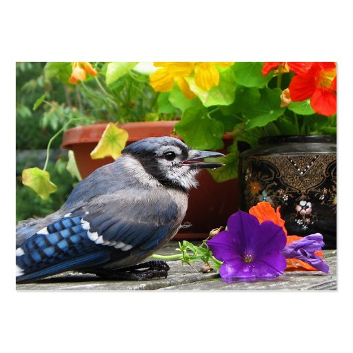 Blue Jay and Flowers ATC Business Cards
