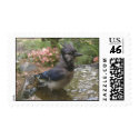 Blue Jay Bath Postage postage