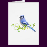 Blue Jay Bird