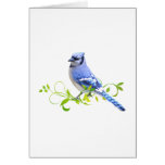 Blue Jay Bird
