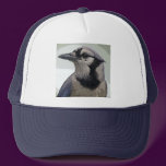 Blue Jay Bird