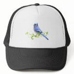 Blue Jay Bird