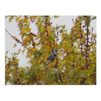 Blue Jay Bird In The Autumn Tree