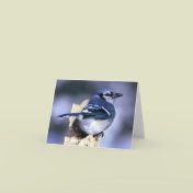 Blue Jay Bird Lovers
